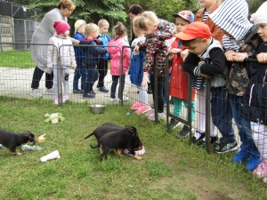 W Schronisku dla Bezdomnych Zwierząt w Radomsku
