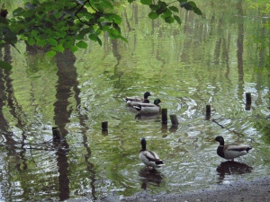 Niebieskie źródła