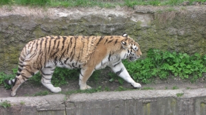 Wycieczka do łódzkiego zoo - 2017