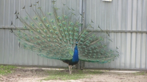 Wycieczka do łódzkiego zoo - 2017